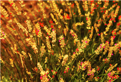 Dünyanın en büyük aromatik bahçesinde bahar bereketi