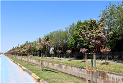 Çiçek açan Sakura ağaçları şehri görsel bir şölene dönüştürdü