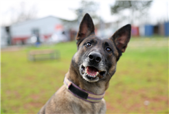 Reina, Ateş, Google ve Qill en zor anda ‘umut’ olmak için hep hazır kıta