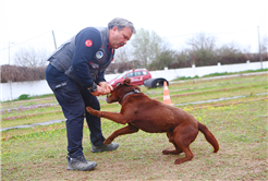Büyükşehir öncü oldu: Canları kurtaracak köpekler en zor güne hazırlanıyor