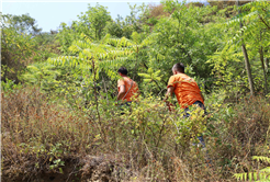 Büyükşehir alevlerin sardığı orman yangınlarında can dostlar için harekete geçti