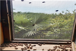 Evi görünce terk etmeyi düşündü: Binlerce kokarcanın istila kabusunu TUTSAK bitirdi