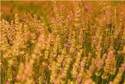 Dünyanın en büyük aromatik bahçesinde bahar bereketi