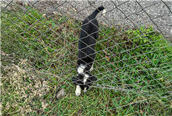 Kocaali’de bir canı 11 metrelik çukurdan sağ salim kurtardılar